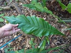 Anthurium paraguayense
