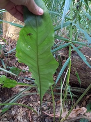 Anthurium paraguayense