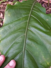 Anthurium paraguayense