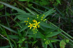 Senecio nemorensis
