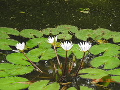 Nymphaea