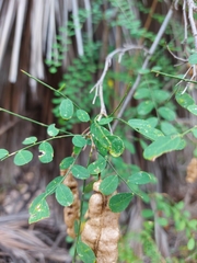 Coursetia glandulosa