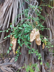 Coursetia glandulosa