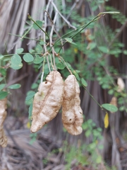 Coursetia glandulosa