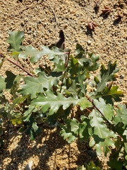 Quercus garryana breweri