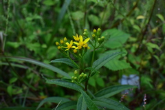 Senecio nemorensis