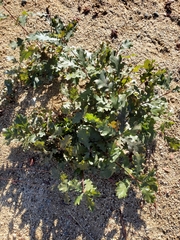 Quercus garryana breweri