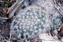 Mammillaria albicoma