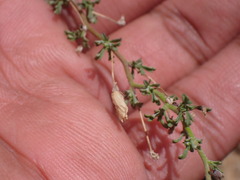 Pentzia