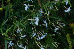 Silene fortunei