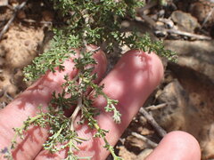 Pentzia