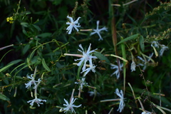Silene fortunei