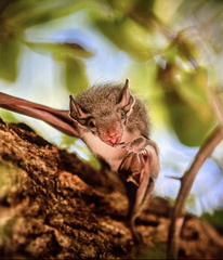 Taphozous mauritianus