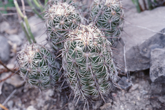 Neolloydia conoidea