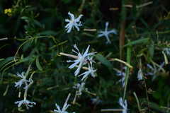 Silene fortunei