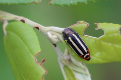 Acmaeodera grata