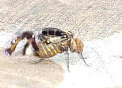 Cerastipsocus trifasciatus