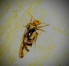 Cerastipsocus trifasciatus