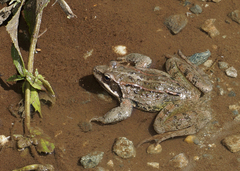 Rana macrocnemis