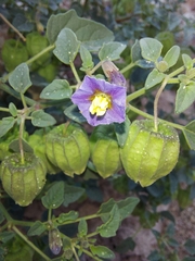Physalis purpurea