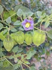 Physalis purpurea