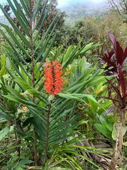 Hedychium coccineum