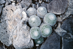 Mammillaria klissingiana