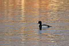 Aythya fuligula