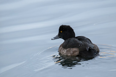 Aythya fuligula