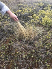 Trichophorum cespitosum