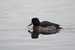 Aythya fuligula