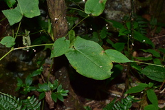 Persicaria dissitiflora