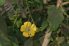 Abutilon persicum