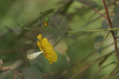 Abutilon persicum