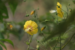 Abutilon persicum