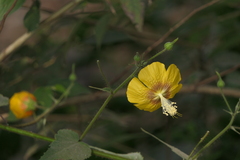 Abutilon persicum