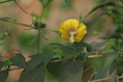 Abutilon persicum