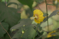 Abutilon persicum