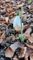 Galanthus elwesii