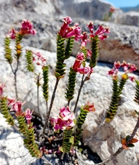 Sonderothamnus petraeus