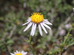 Felicia muricata