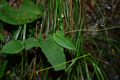 Persicaria dissitiflora