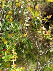 Metrosideros stipularis