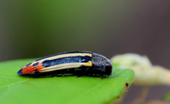 Acmaeodera grata