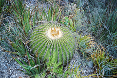 Echinocactus platyacanthus
