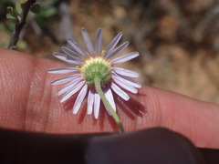 Felicia muricata