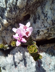 Sonderothamnus petraeus