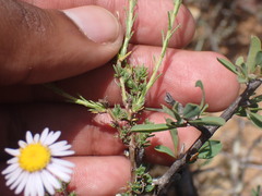 Felicia muricata