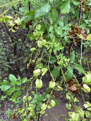 Serjania brachycarpa