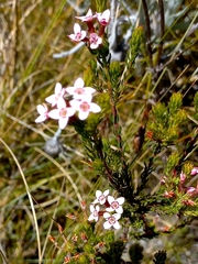 Erica fastigiata